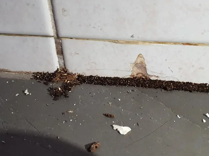 termite infested